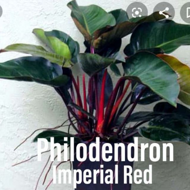 Indoor Plant Phillodendron Imperial Red Shopee Malaysia