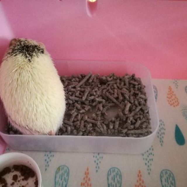hedgehog litter box