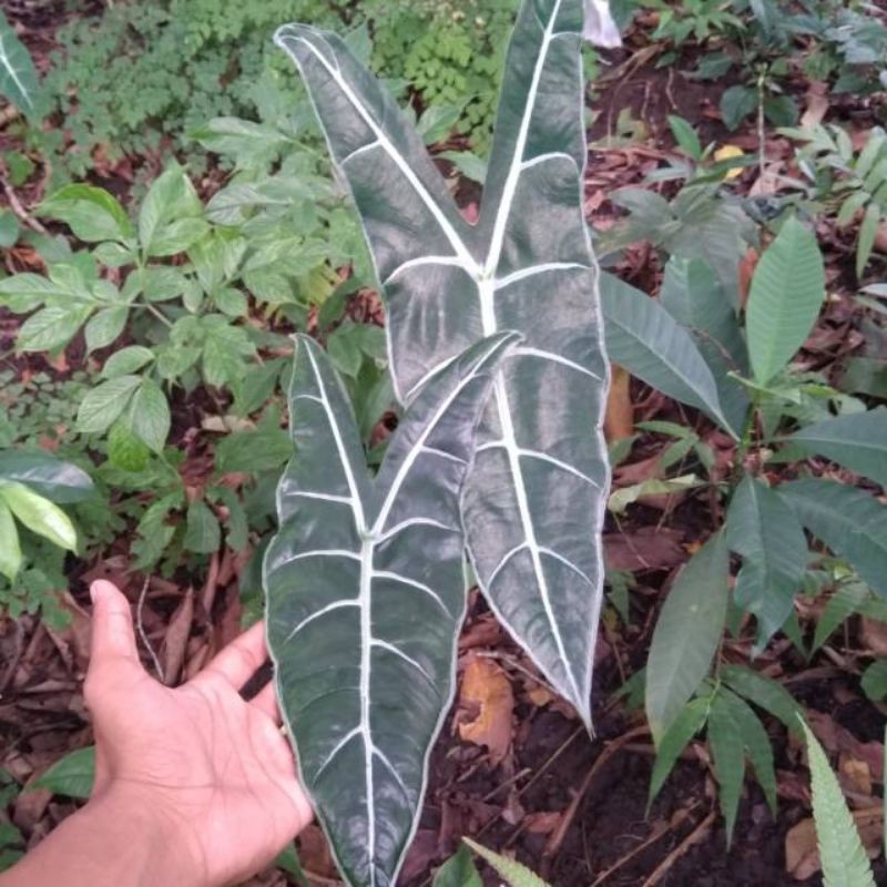 MURAH JUAL UBI ALOCASIA  LONGILOBA KELADI  CANDID Shopee 