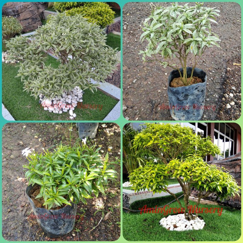 Anak Pokok Jasmine Jasminum Sp Pokok Hiasan Jenis Shrub Shopee Malaysia