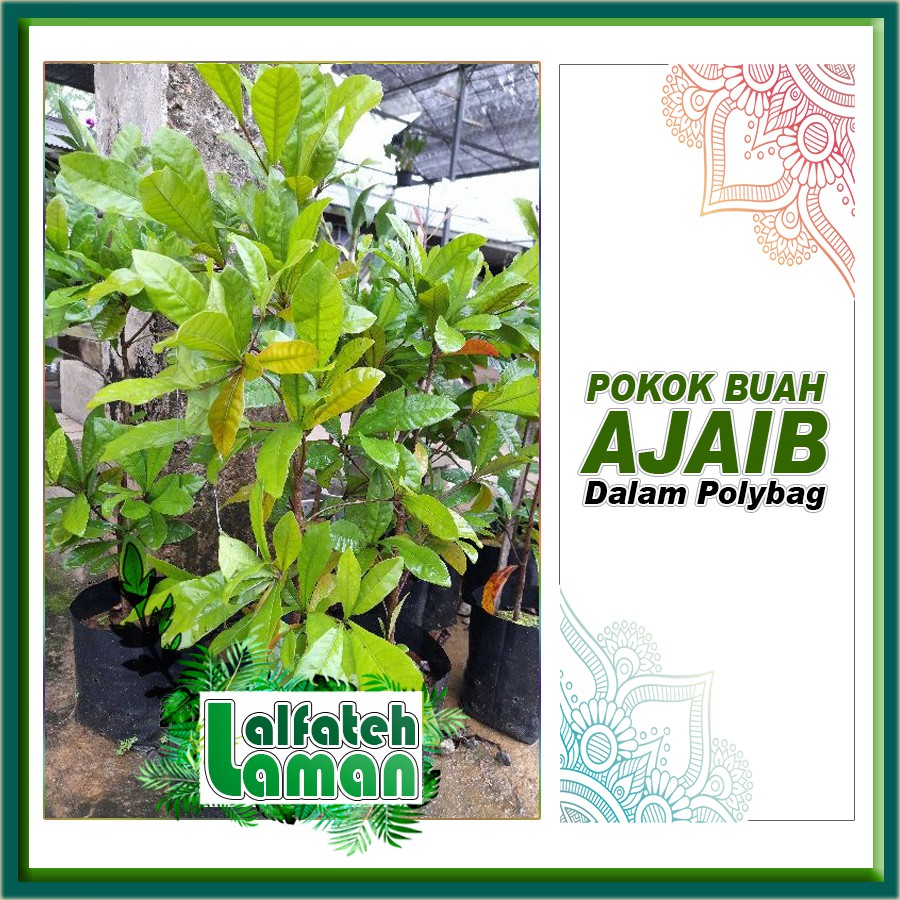 Pokok Buah Ajaib Miracle Berry Shopee Malaysia