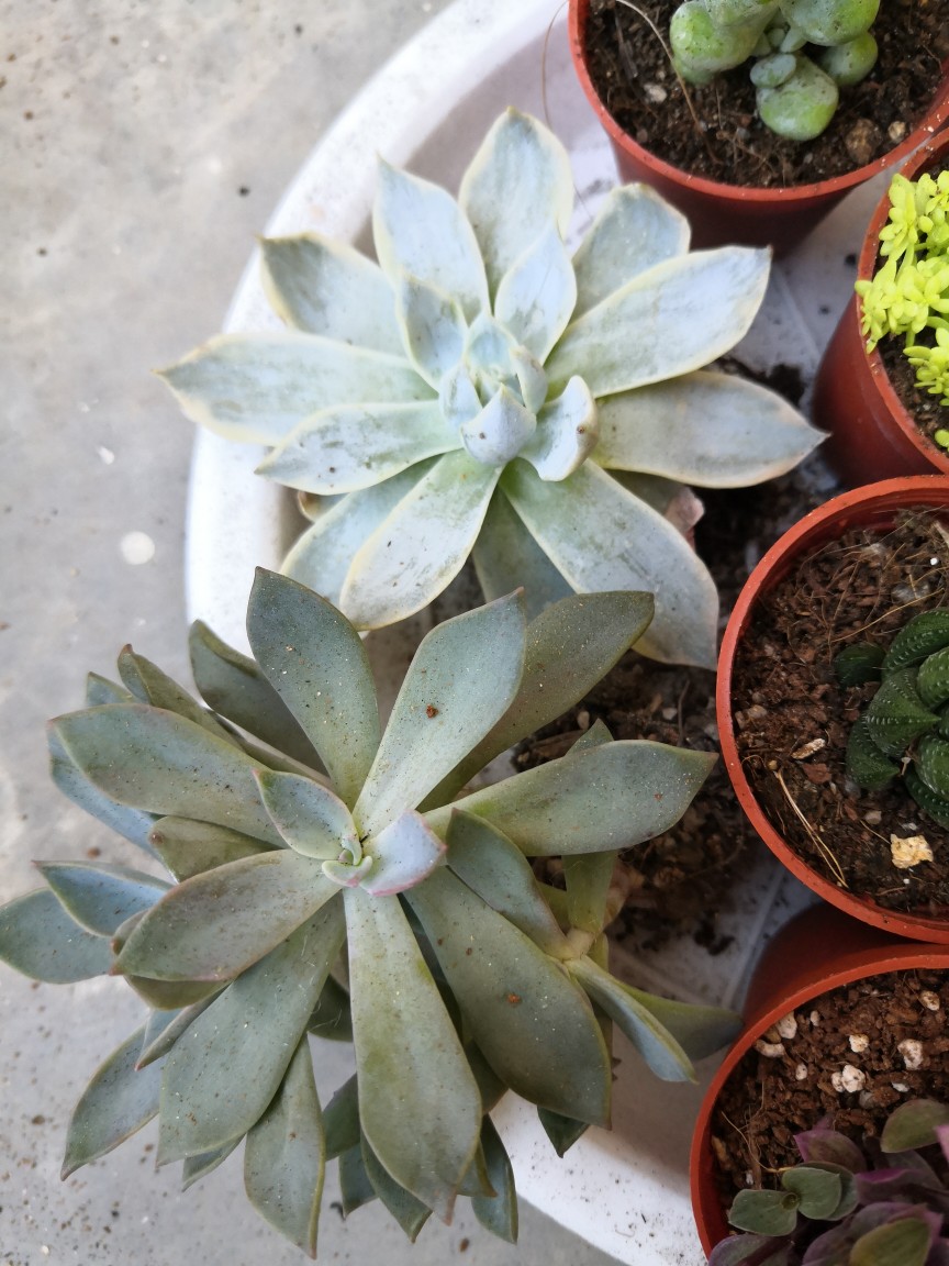 Succulent Plant Ready Stock多肉植物皮氏锦 Shopee Malaysia