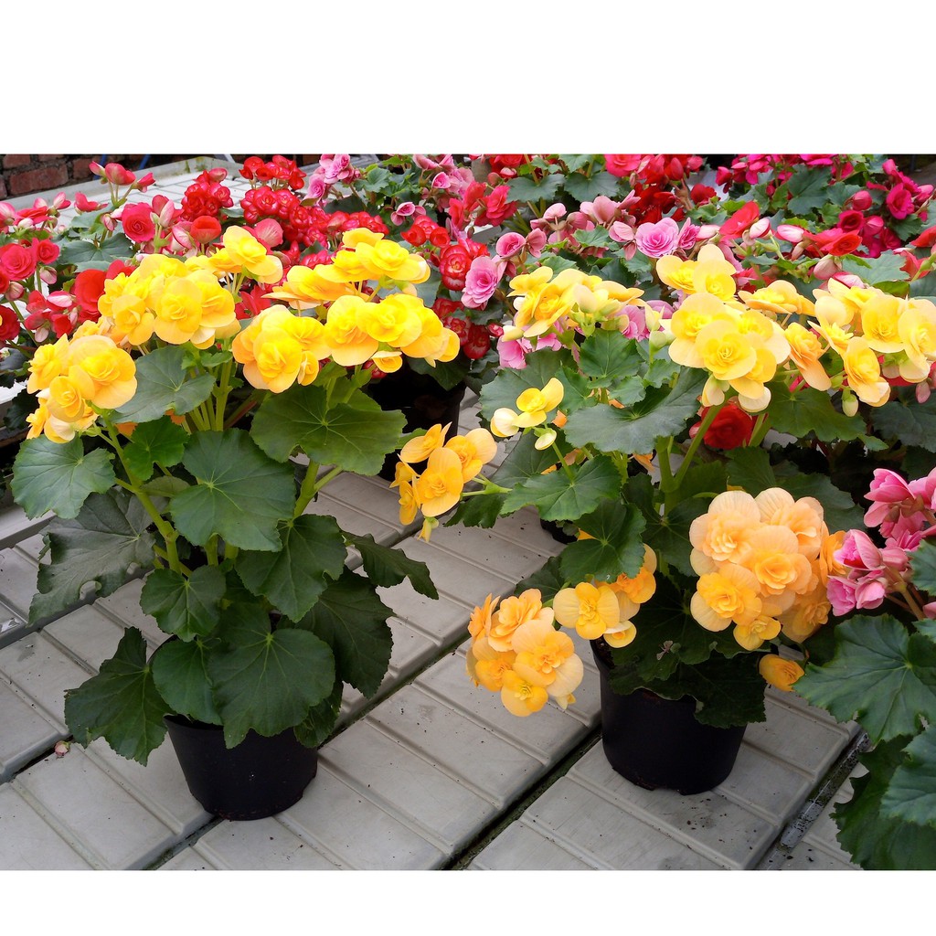 Anak Pokok Bunga  Begonia  Kuning Dah Berbunga  Yellow 