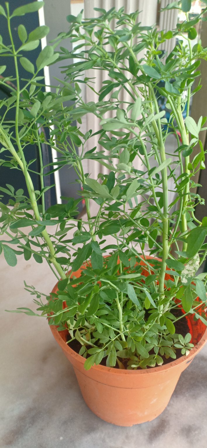 Benih Anak Pokok Garuda Aruda Penghalau Serangga Perosak驱邪驱虫臭草 Shopee Malaysia