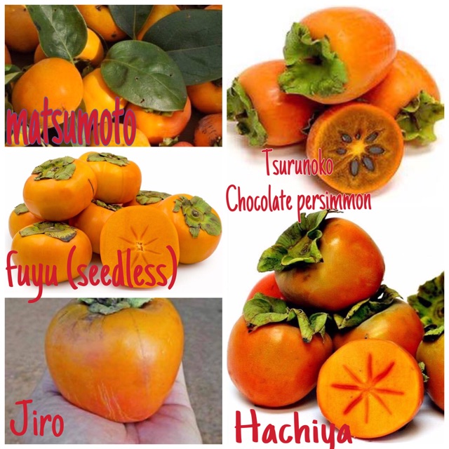 pokok kahwin persimmon (pisang kaki) mixed ID | Shopee ...