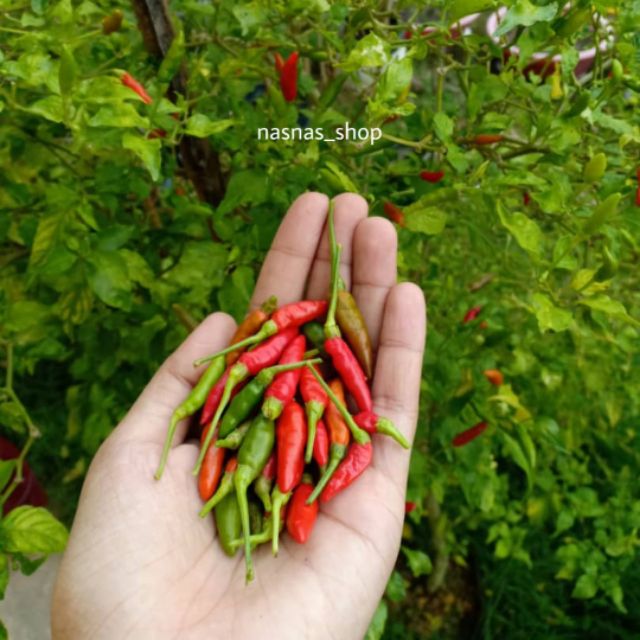 40pcs Biji Benih Cili Padi Kampung Cili Api Lada Burung Cabai Chilli Seeds Hot Spicy Chili