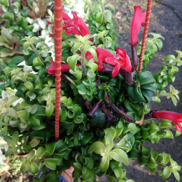 Pokok Bunga Lipstik Gantung Shopee Malaysia