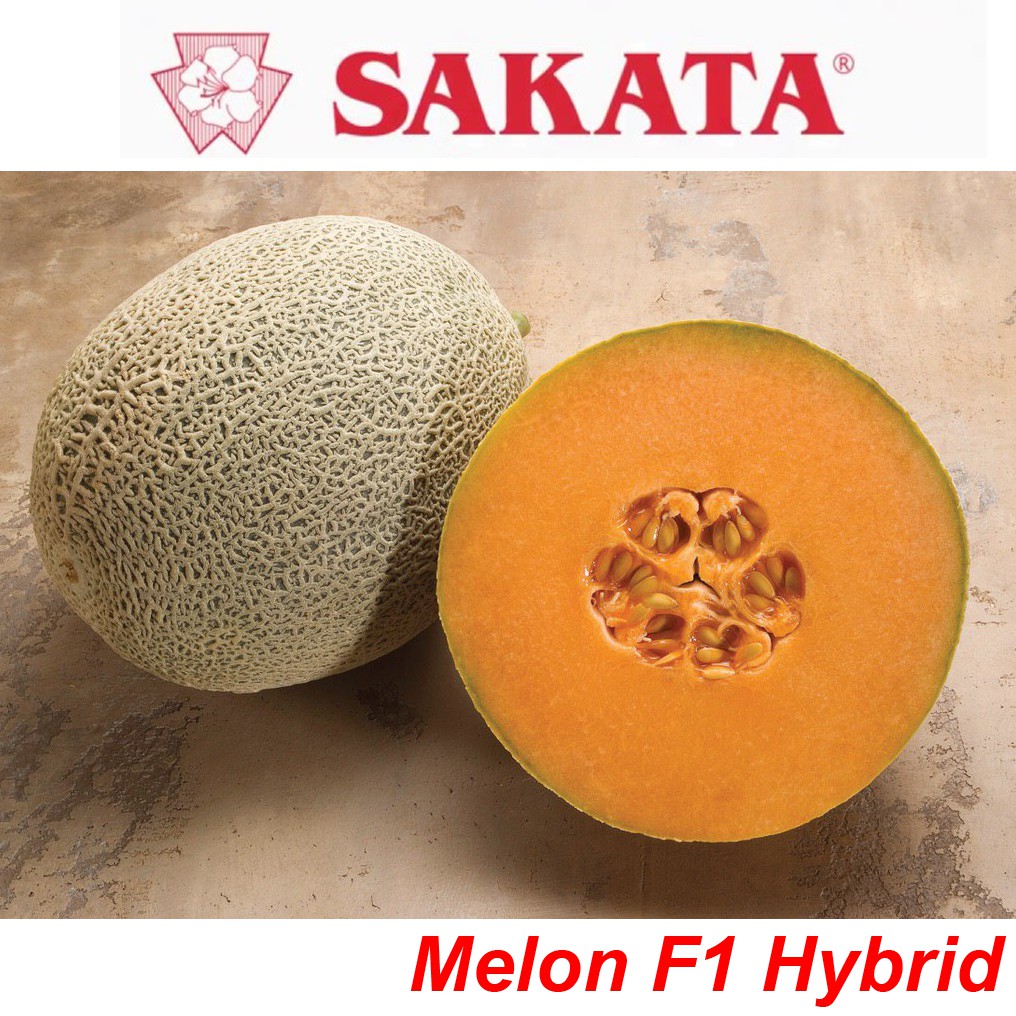 10 seeds Benih Rock Melon Sakata Glamour F1 Hybrid repack ...