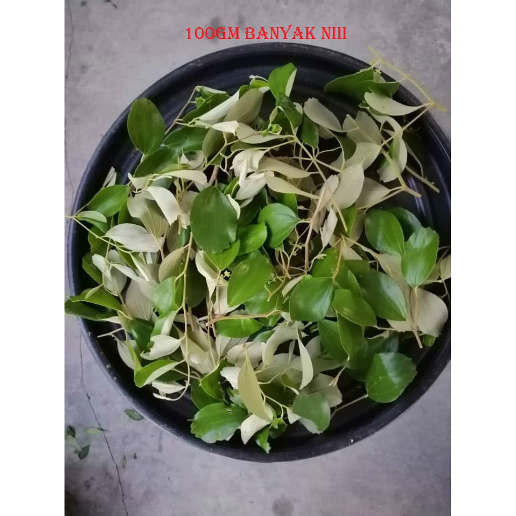  DAUN  BIDARA  FRESH 100GM DAUN  FRESH ODER BARU PETIKl 