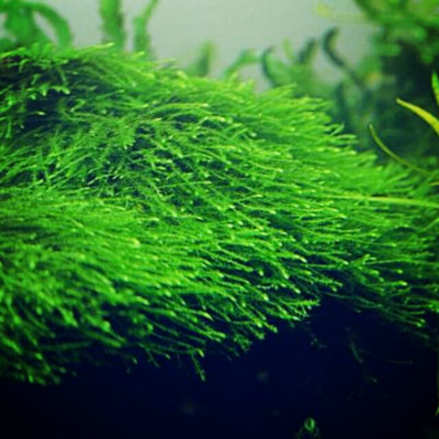 Aquarium Plant Java Moss Shopee Malaysia Aquarium Plant Java Moss Shopee Malaysia