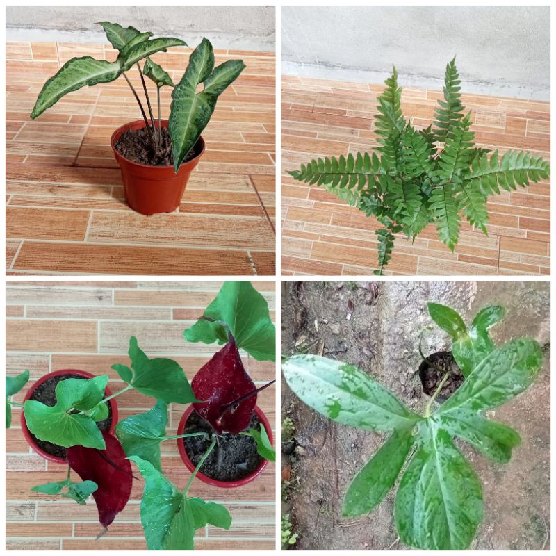 Buy Pokok Keladi Tikus Keladi Menjalar Keladi Duri Paku Pakis Pokok Hiasan Hidup Seetracker Malaysia