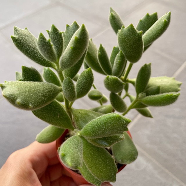 Succulent 多肉植物 猫爪cotyledon Ladismithiensis Konekonotume Shopee Malaysia