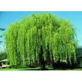  REAL LIVE  ANAK BENIH POKOK WEEPING WILLOW ( JANDA ...