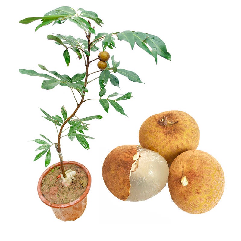 种子 Four Seasons Longan Seedlings Married To The Guiyuan Fruit Seedlings In The South Planting Potted Reservoir Shopee Malaysia
