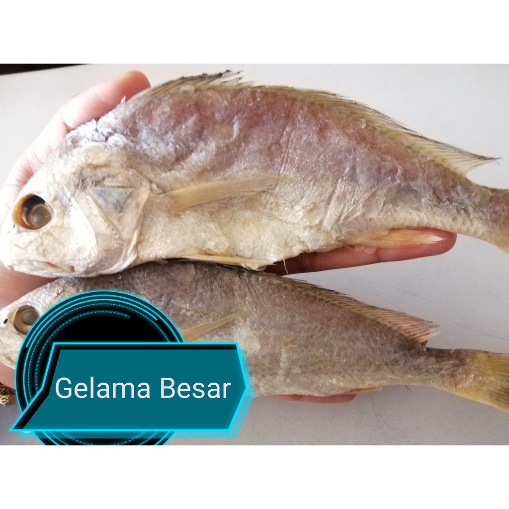 Ikan Kering Gelama Besar Shopee Malaysia