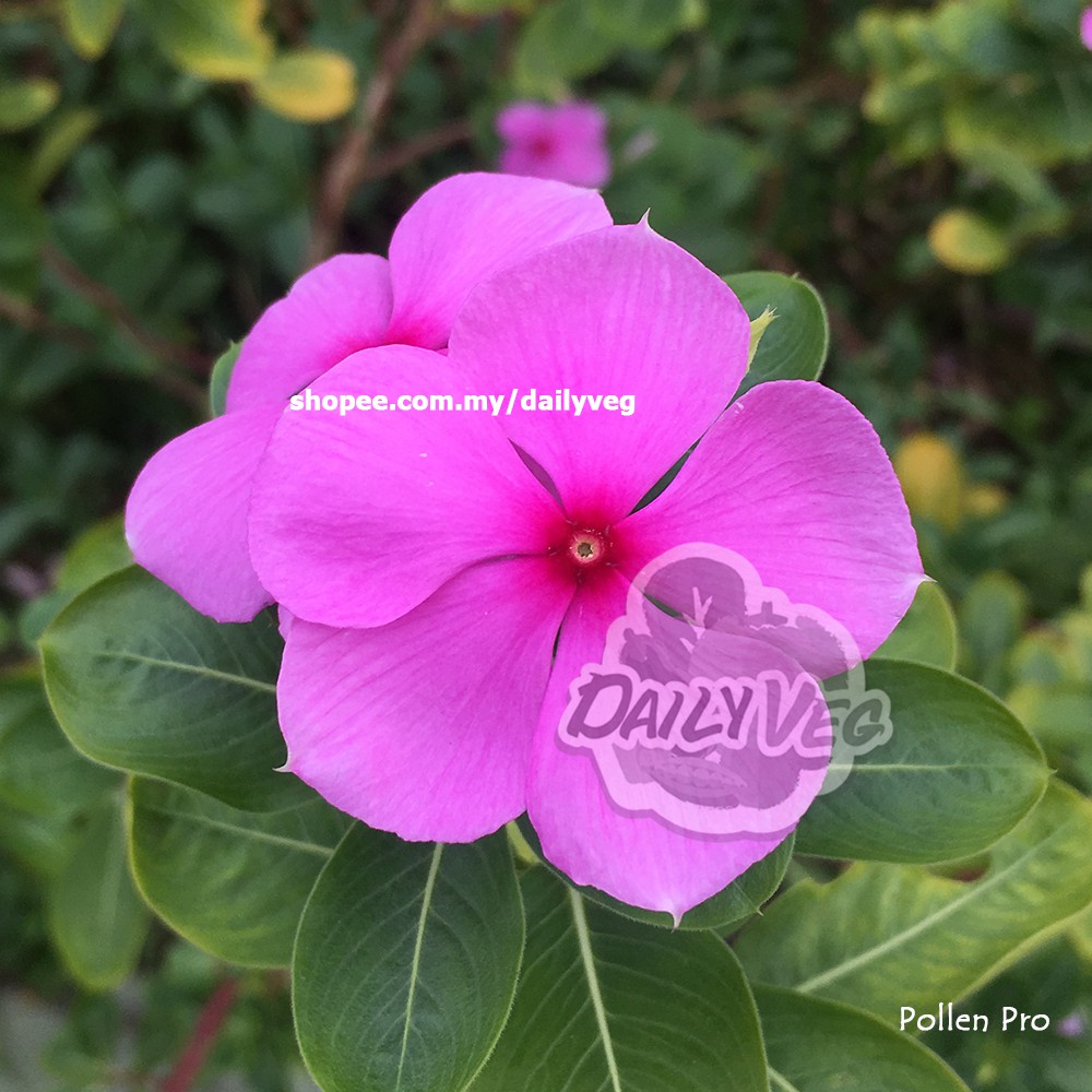 Buy Flower Seed Vp 1 Vinca Classic Pink 10 Seeds é•¿æ˜¥èŠ± ç§å­ ç»å…¸ç²‰è‰² Biji Benih Bunga Vinca Periwinkle Tapak Dara Seetracker Malaysia