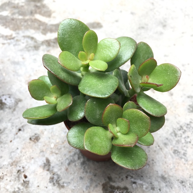 Succulent- Crassula Jade plant 多肉 玉树 | Shopee Malaysia