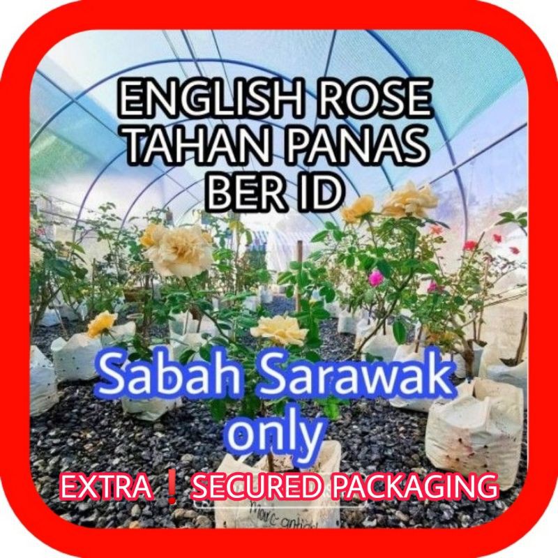 English Rose Id Sabah Sarawak Shopee Malaysia