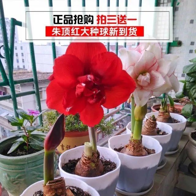 Buy Double Petal Hippeastrum Bulbs Hippeastrum Seeds Large Ball Ground Bul 重瓣朱顶红种球朱顶红种子大球地栽球根花苗耐寒四季种盆栽花卉 Seetracker Malaysia