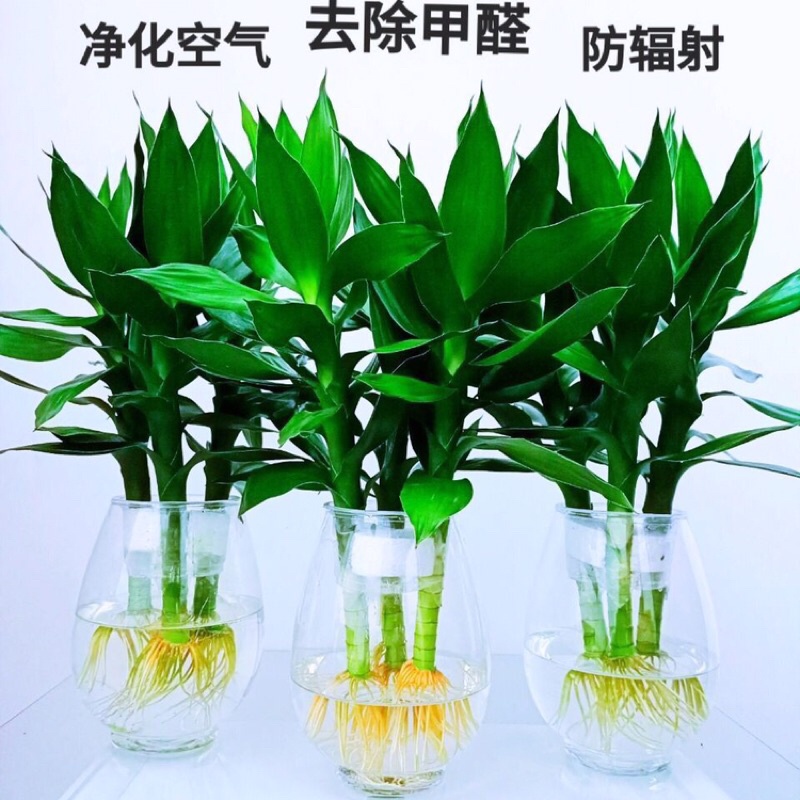 Ready stock indoor plant 观音竹 富贵竹 莲花竹 Lucky bamboo plant Rich Bamboo GuanYin Bamboo Plant