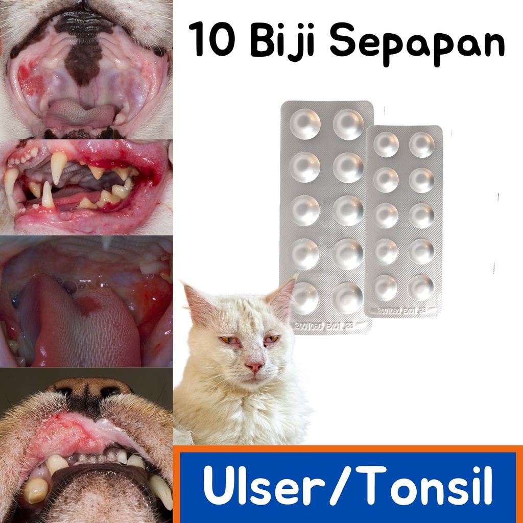 Buy Ubat Ulser Gusi Bengkak Benjol Bawah Tekak Tonsil Kucing Anjing Exp2024 Seetracker Malaysia