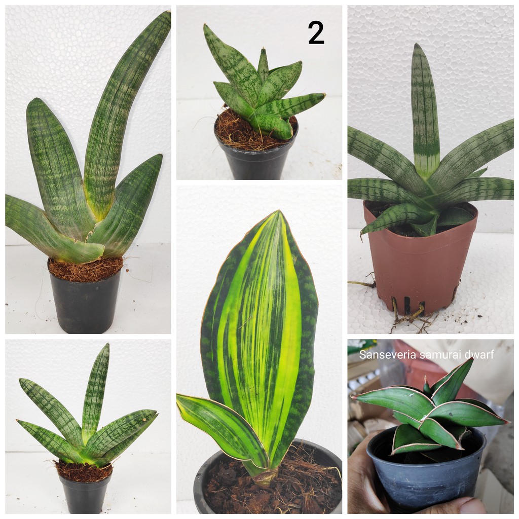 Indoor Plant Sansevieria Rare Species By Ls Group Shopee Malaysia 