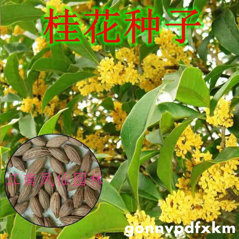 Flower Species 桂花种子金桂沉香八月桂花树种子桂花种籽四季盆栽阳台花卉种籽bxv Shopee Malaysia