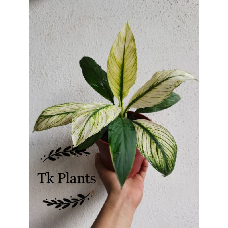 TKP ,real live plant , pokok hidup , sensation spathiphyllum varigated