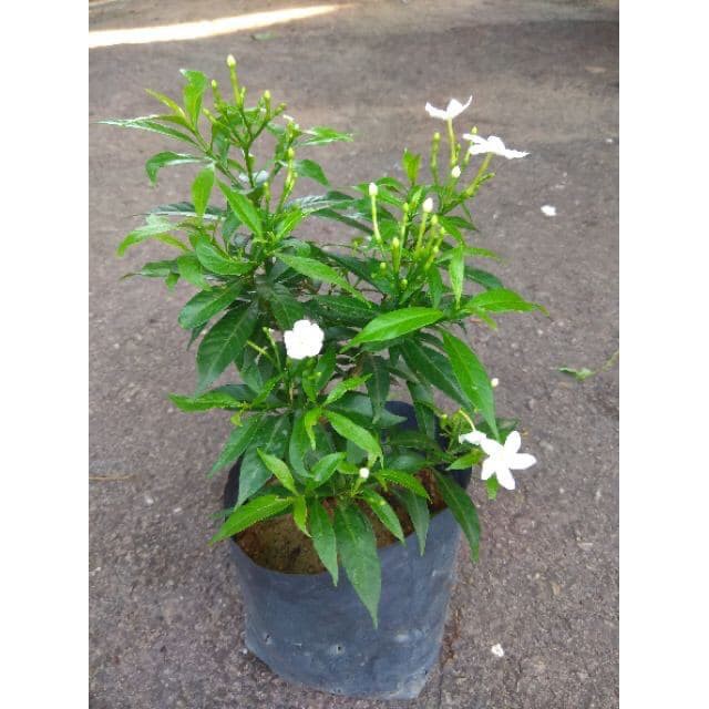Pokok Bunga Jeliti Thailand Rombusa Mini Shopee Malaysia