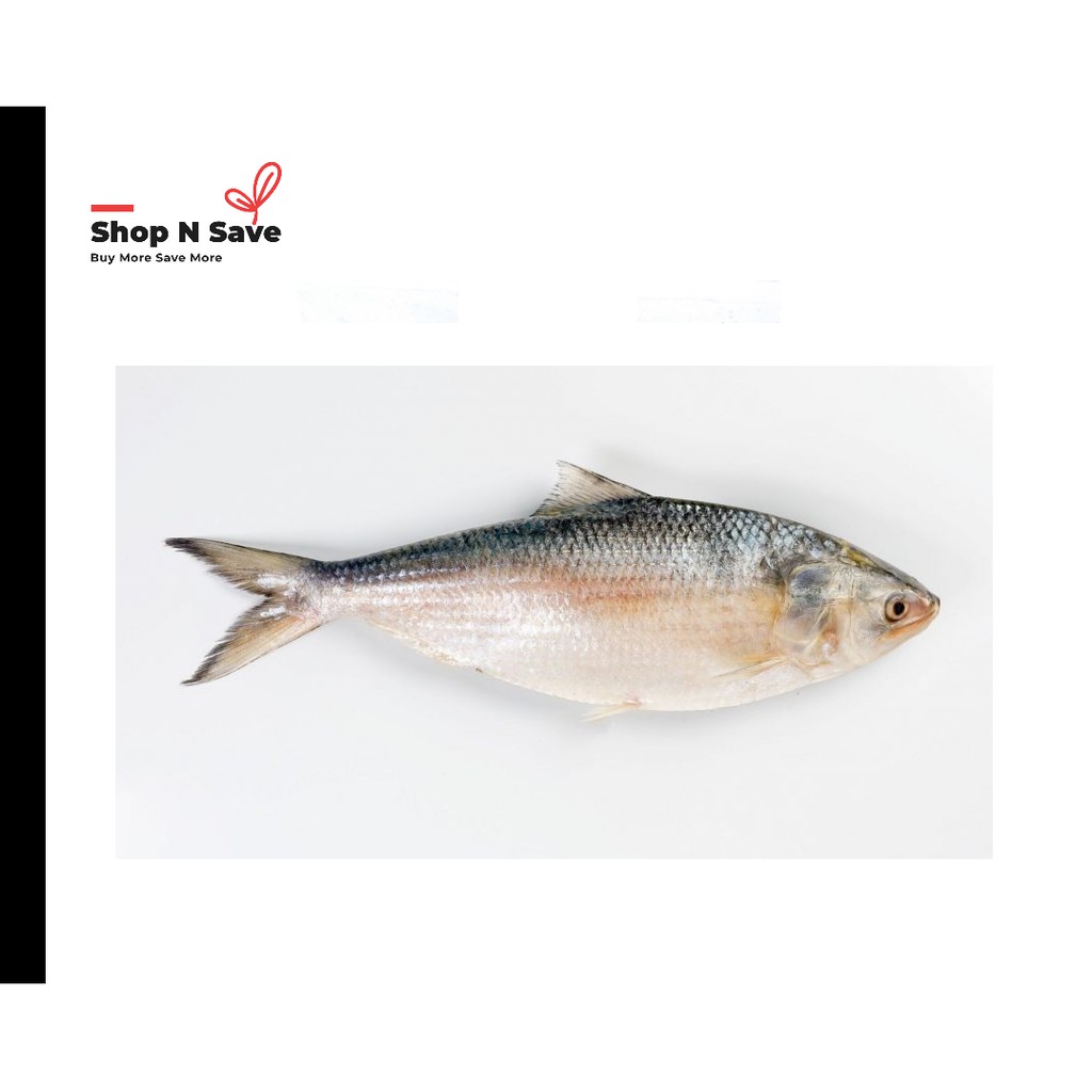 Ikan Terubuk Bertelur Hilsa Fish With Egg Frozen 鲥鱼 有蛋 Shopee Malaysia