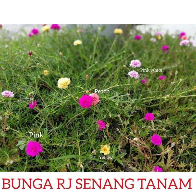 KERATAN POKOK BUNGA ROS ROSE JEPUN RJ 4 jenis warna CANTIK 