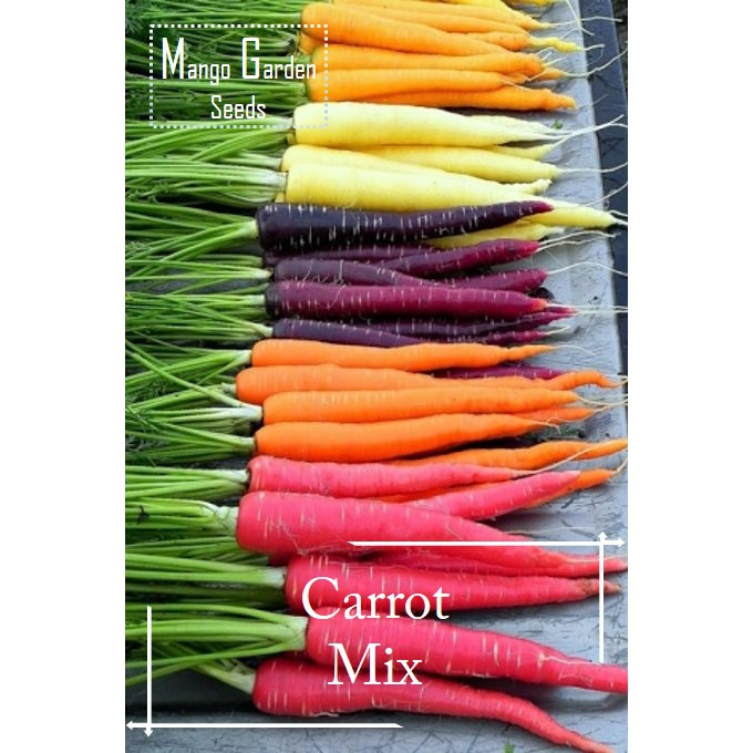 Carrot Mix Seeds - 100 Seed *Pot Friendly* - Mango Garden - Dark Purple, Yellowstone, Orange, Red Sun