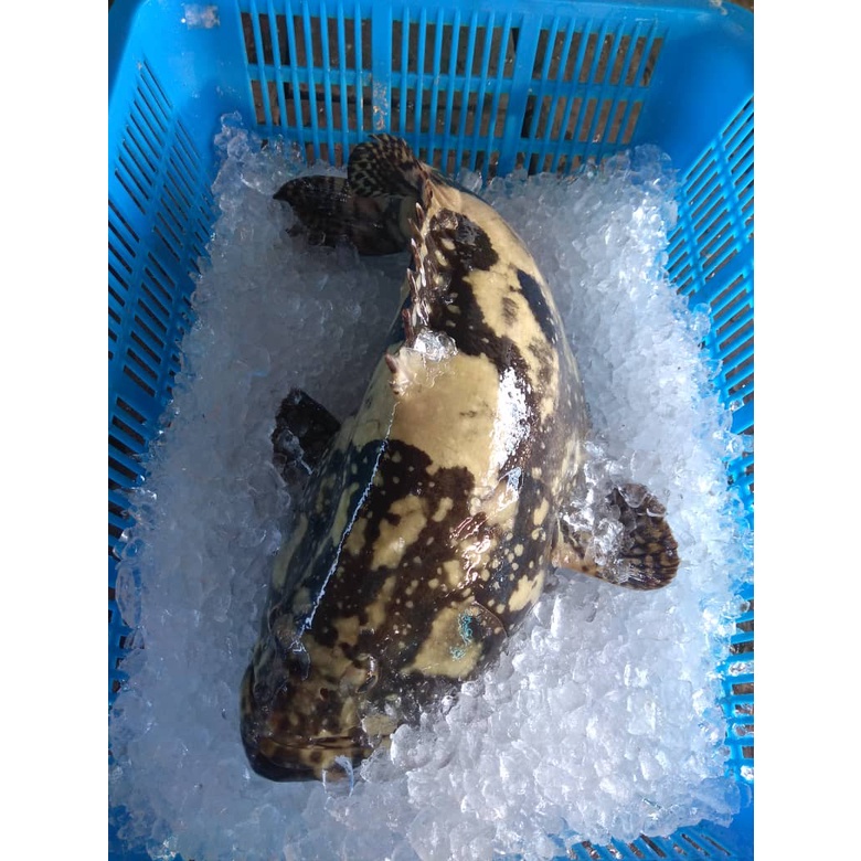 FISH Grouper 1pc 1kg+ Shopee Malaysia