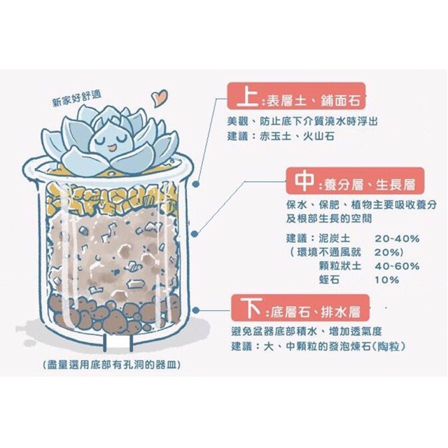 Camellia Expert Ready Mix Cactus Succulent Soil 2l 专业多肉颗粒土2升装 Shopee Malaysia