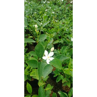  Foto zu pokok bunga melur siam/ melur Batu/ jasmine sambal thai/ thai water 