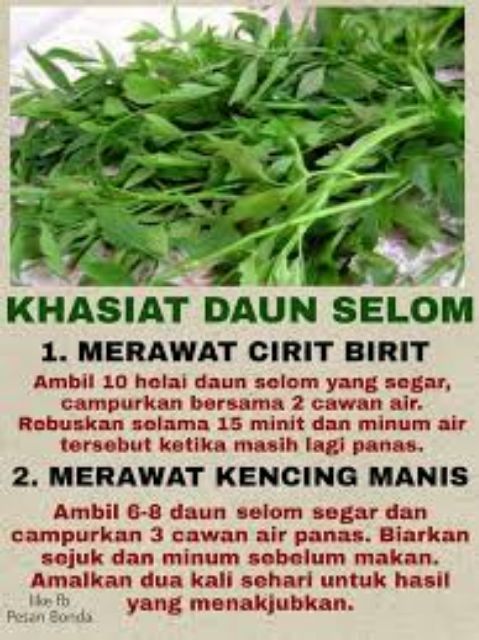 Pokok Ulam Selom Oenanthe Javanica Umbelliferae Bole Makan Sebagai Ulam Mentah Kerabu Cucur Buat Masak Dll Shopee Malaysia