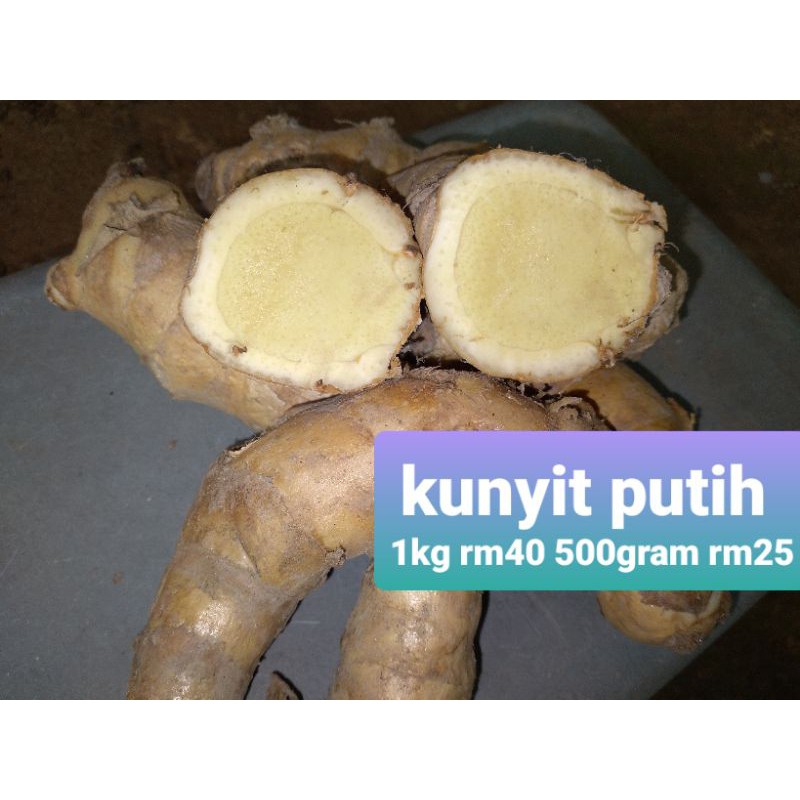 1kg Rizom Kunyit Putih Temu Putih Curcuma Zedoaria Shopee Malaysia 7621