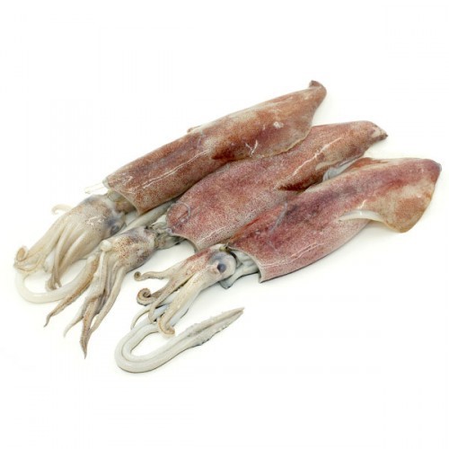 SOTONG 3/5 - Cleaned 《2KG/Pack》 | Shopee Malaysia