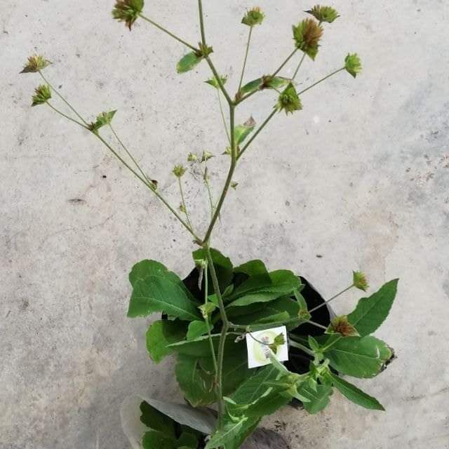 Buy Pokok Kecil Herbs Elephantopus Scaber L 地胆头草药小苗 Seetracker Malaysia