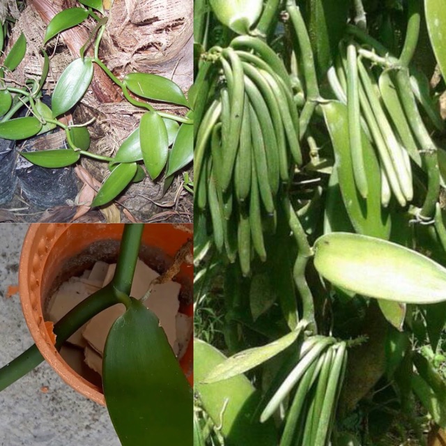 Pokok Vanilla Polibeg Rm3000 Sekilo Buah Shopee Malaysia