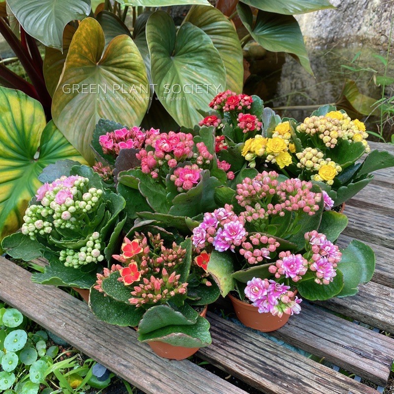 Gps Green Plant Society Live Flower Cny Kalanchoe Flower Random Colour 新年 万紫千红 迎春花 长寿花 颜色随机