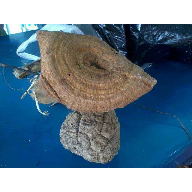 cendawan susu harimau tiger milk 1kg Shopee Malaysia