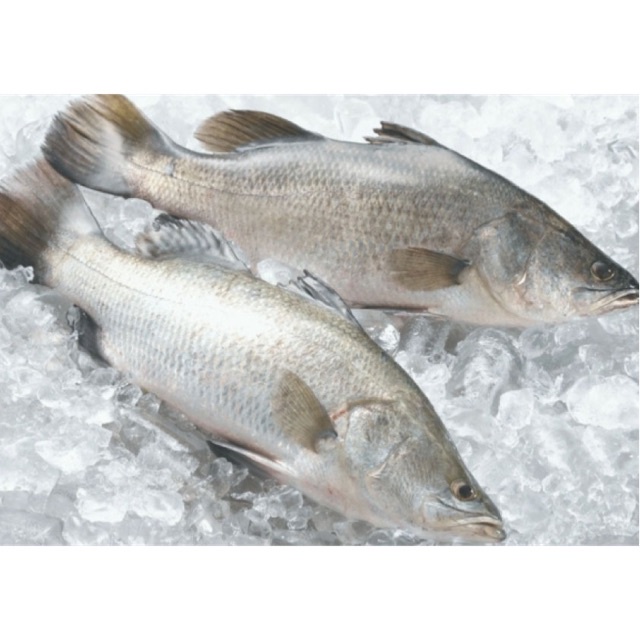 Halal Frozen Ikan Siakap/ Sea Bass (6500g800g) Shopee Malaysia