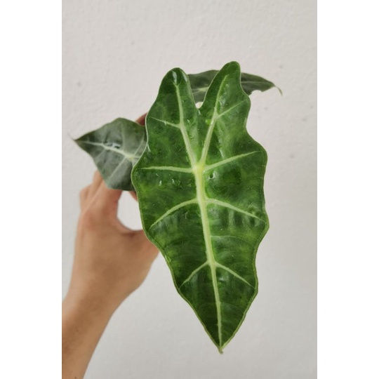 alocasia Amazon indoor plant