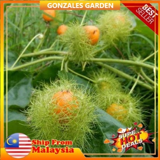 Pokok Herba Pokok Ulat Bulu Pokok Letup Letup Passiflora Foetida Anak Pokok Dalam Polybag Shopee Malaysia