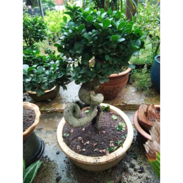 Pokok Bonsai Ficus 3' kaki | Shopee Malaysia