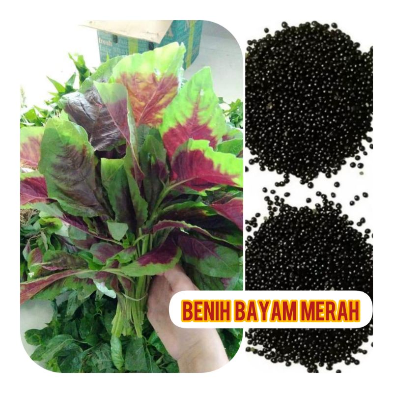 Buy Sepeket Biji Benih Bayam Merah Red Spinach Seetracker Malaysia