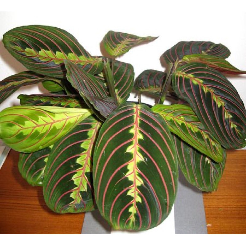 Rare Species Calathea  Maranta  Tricolour Shopee Malaysia