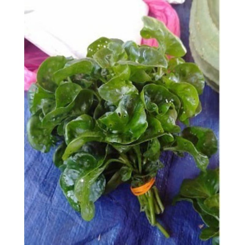 Buy Bayam Brazil Ulam Bayam Brazil Benih Bayam Brazil Seetracker Malaysia