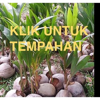 Buy (BELI 1 HARGA BORONG) benih kelapa anak pokok kelapa sgg/matag 